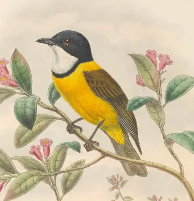 File:Pachycephala collaris - The Birds of New Guinea (cropped).jpg