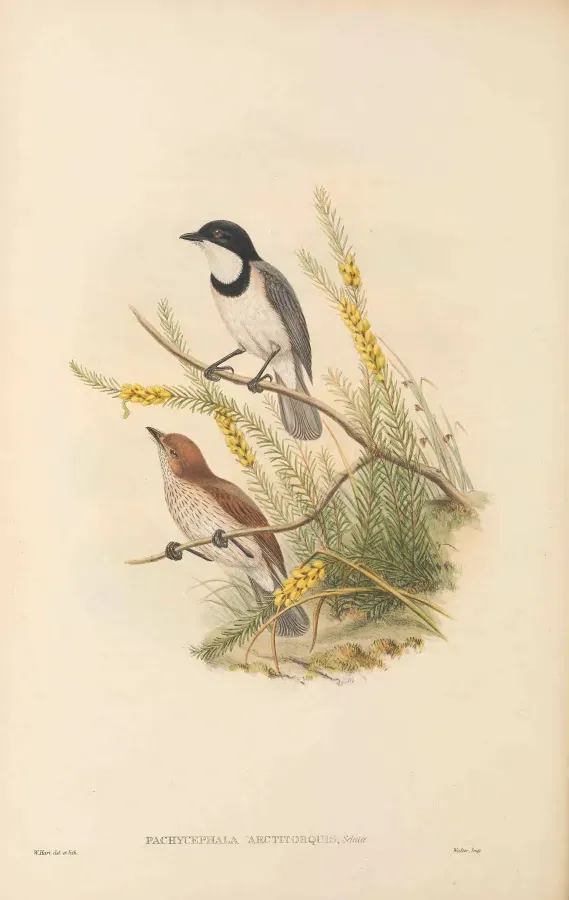 File:Pachycephala arctitorquis - The Birds of New Guinea.jpg