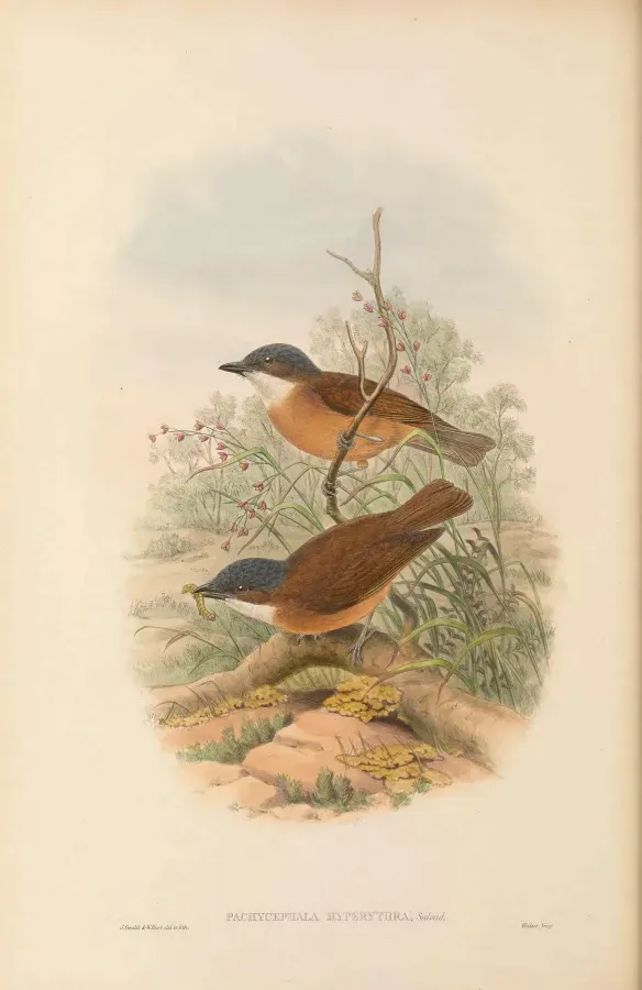 File:Pachycephala hyperythra - The Birds of New Guinea.jpg