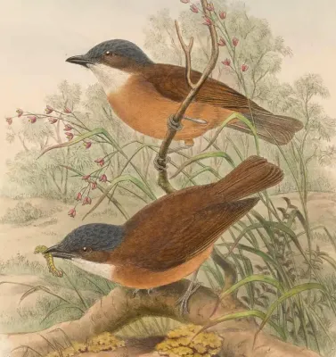 File:Pachycephala hyperythra - The Birds of New Guinea (cropped).jpg