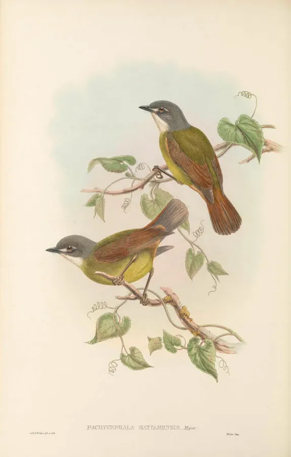File:Pachycephalopsis hattamensis - The Birds of New Guinea.jpg