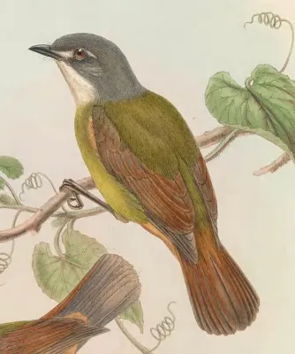 File:Pachycephalopsis hattamensis - The Birds of New Guinea (cropped).jpg
