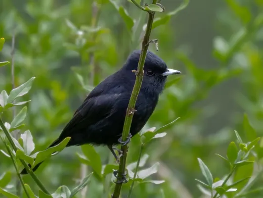 File:Knipolegus nigerrimus - Velvety black-tyrant (male); Campos do Jordão, São Paulo, Brazil.jpg