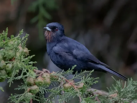File:Knipolegus nigerrimus - Velvety black-tyrant (female); Campos do Jordão, São Paulo, Brazil.jpg