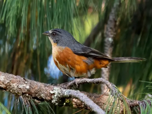 File:Microspingus (Poospiza) lateralis - Buff-throated warbling-finch; Campos do Jordão, São Paulo, Brazil.jpg