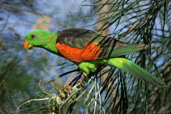 File:Aprosmictus erythropterus -Mareeba Wetlands -Queensland-8.jpg