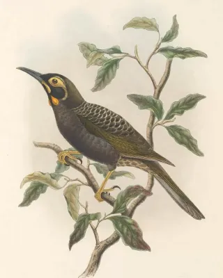 File:Melidectes ochromelas - The Birds of New Guinea.jpg