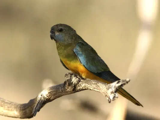 File:Neophema splendida -Gluepot Reserve -female-8.jpg