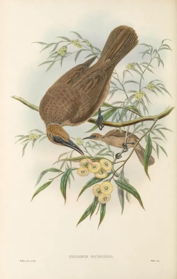 File:Philemon plumigenis - The Birds of New Guinea.jpg