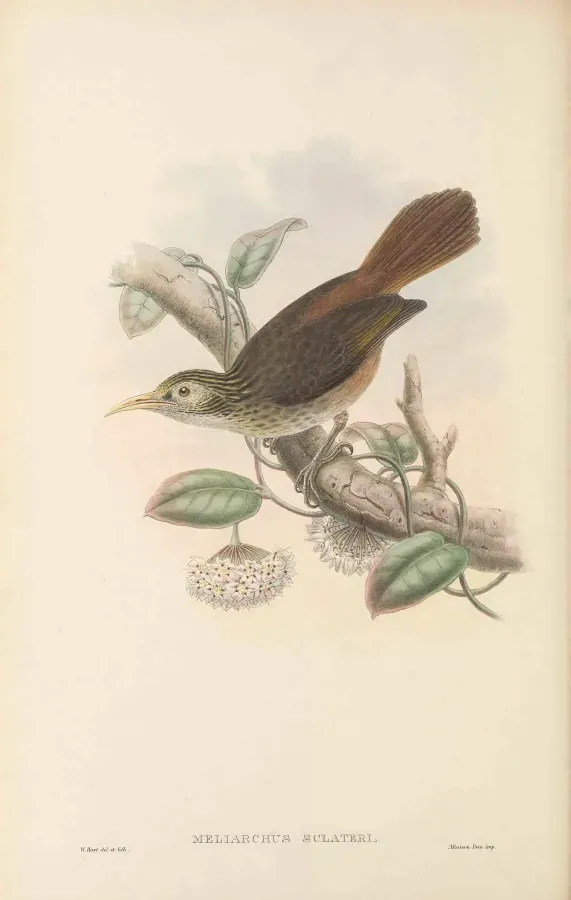 File:Meliarchus sclateri - The Birds of New Guinea.jpg