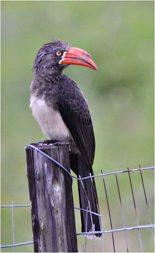 File:Lophoceros alboterminatus01.jpg