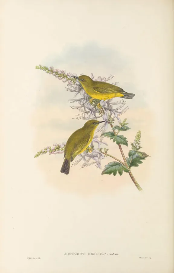 File:Zosterops rendovae - The Birds of New Guinea.jpg