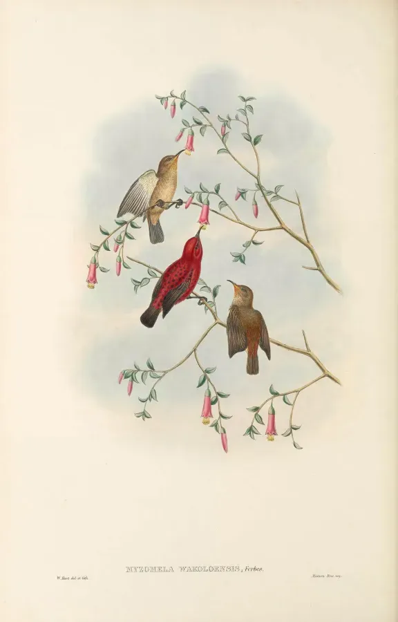 File:Myzomela wakoloensis - The Birds of New Guinea.jpg