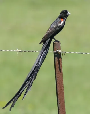File:Long-tailed Widowbird (Euplectes progne) male ... (46046481994).jpg