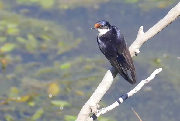 File:White-throated Swallow (Hirundo albigularis) (32891697188).jpg