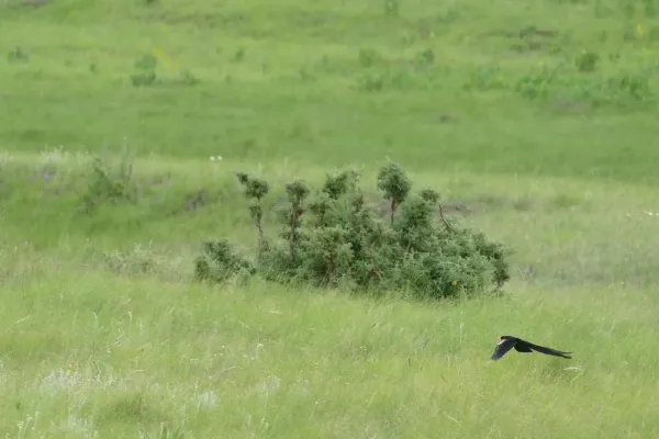 File:Long-tailed Widowbird (Euplectes progne) male flying over grassland .... (46764908421).jpg