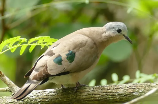 File:Emerald-spotted Wood Dove (Turtur chalcospilos) (45839103175).jpg