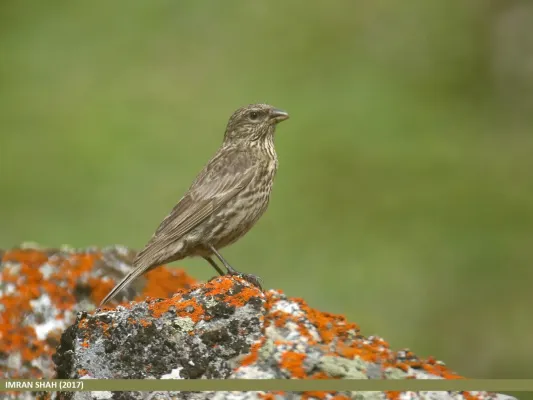 File:Red-fronted Rosefinch (Carpodacus puniceus) (45885444474).jpg