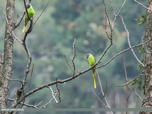 File:Slaty-headed Parakeet (Psittacula himalayana) (39644709893).jpg