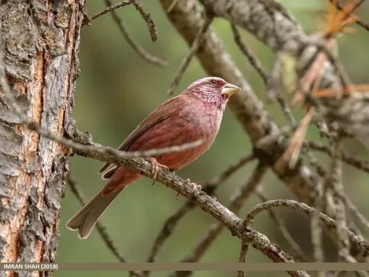 File:Red-Mantled Rosefinch (Carpodacus rhodochlamys) (39644627633).jpg