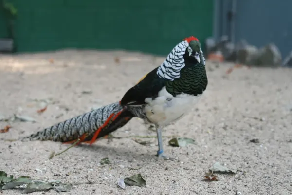 File:Chrysolophus amherstiae 18092009.jpg