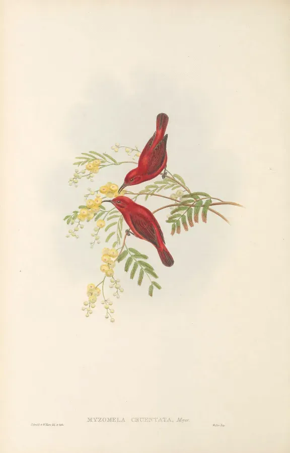 File:Myzomela cruentata - The Birds of New Guinea.jpg