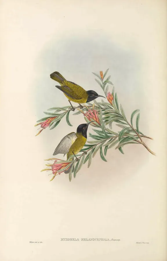 File:Myzomela melanocephala - The Birds of New Guinea.jpg