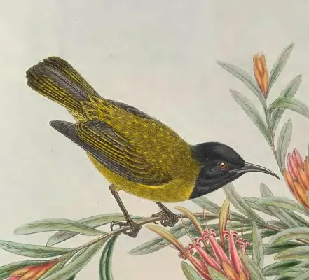 File:Myzomela melanocephala - The Birds of New Guinea (cropped).jpg