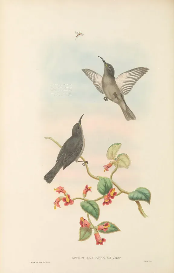 File:Myzomela cineracea - The Birds of New Guinea.jpg