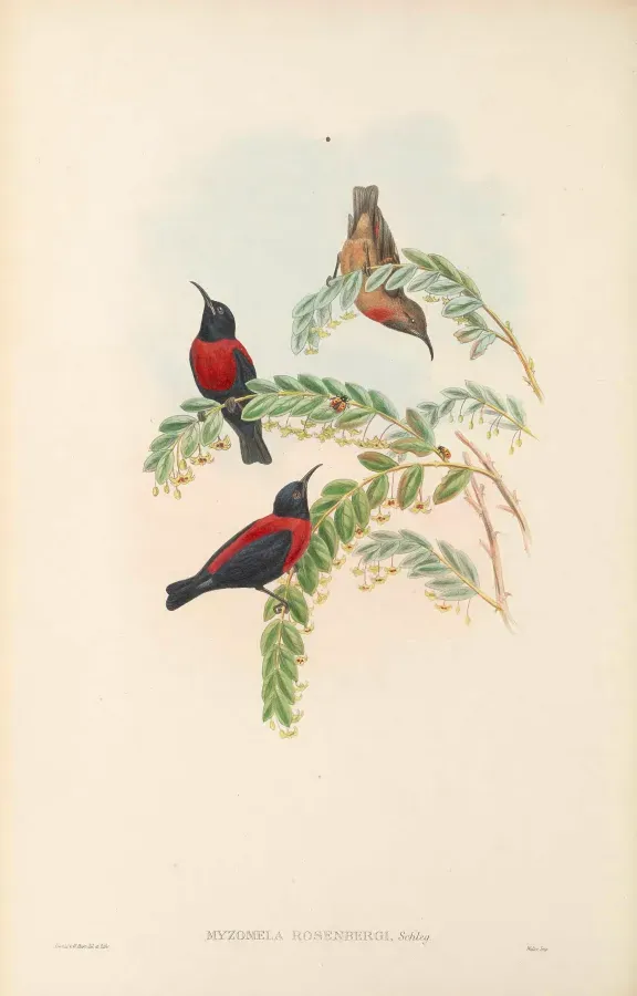 File:Myzomela rosenbergii - The Birds of New Guinea.jpg