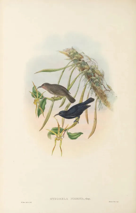 File:Myzomela nigrita - The Birds of New Guinea.jpg