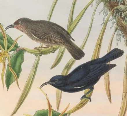 File:Myzomela nigrita - The Birds of New Guinea (cropped).jpg