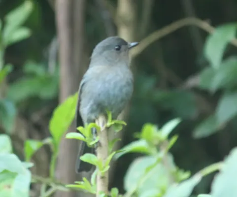 File:Nilgiri flycatcher (Eumyias albicaudatus) (43521074190).jpg