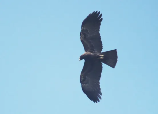 File:Black eagle (Ictinaetus malaiensis) (30396687697).jpg