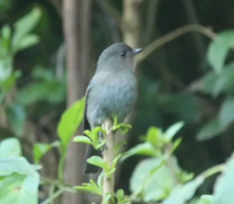 File:Nilgiri flycatcher (Eumyias albicaudatus) (43521075360).jpg