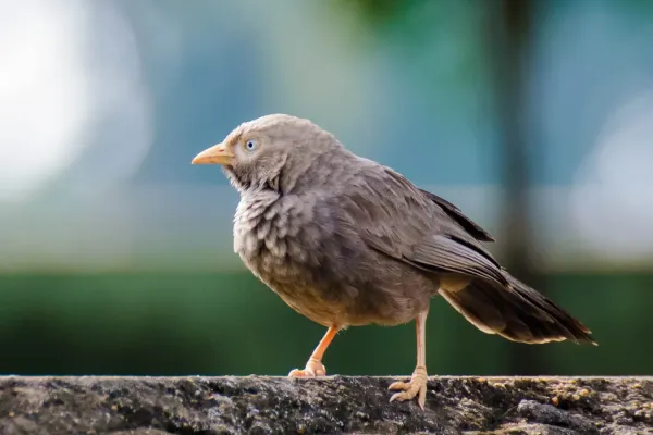 File:Yellow-billed Babbler (Argya affinis).jpg