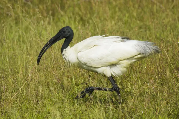 File:Black-headed Ibis (Threskiornis melanocephalus).jpg