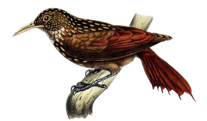 File:Xiphorhynchus obsoletus - Castelnau.jpg