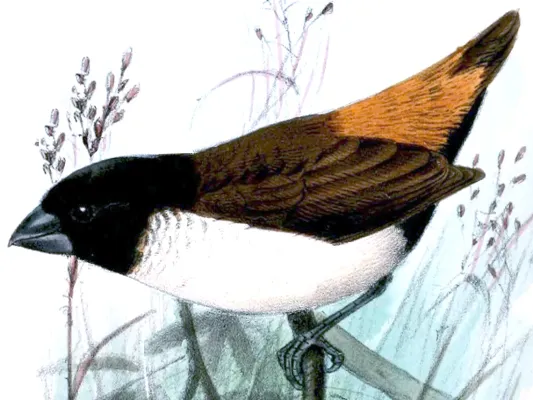 File:Lonchura spectabilis.jpg