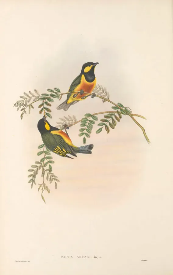 File:Oreocharis arfaki - The Birds of New Guinea.jpg