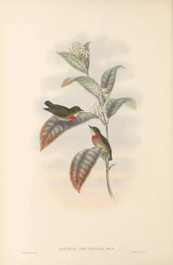 File:Dicaeum pectorale - The Birds of New Guinea.jpg