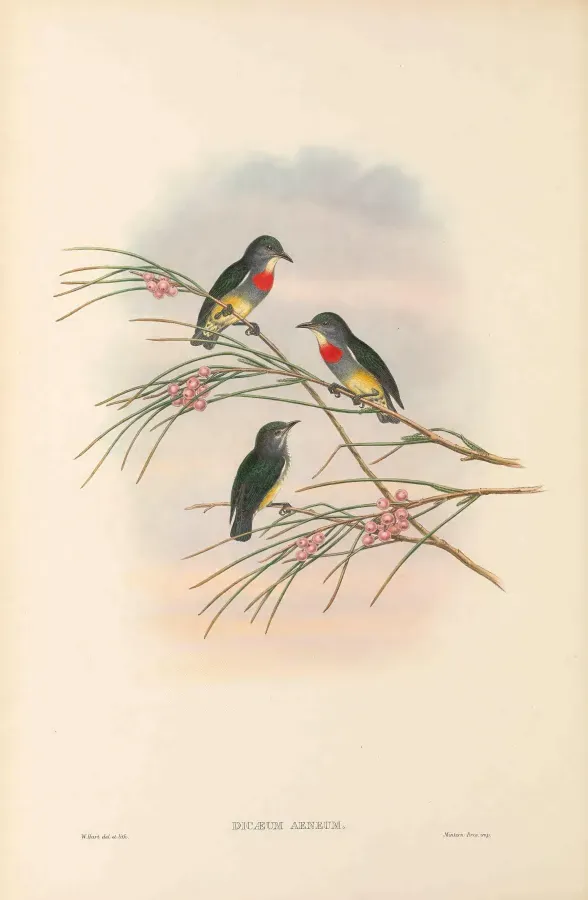 File:Dicaeum aeneum - The Birds of New Guinea.jpg