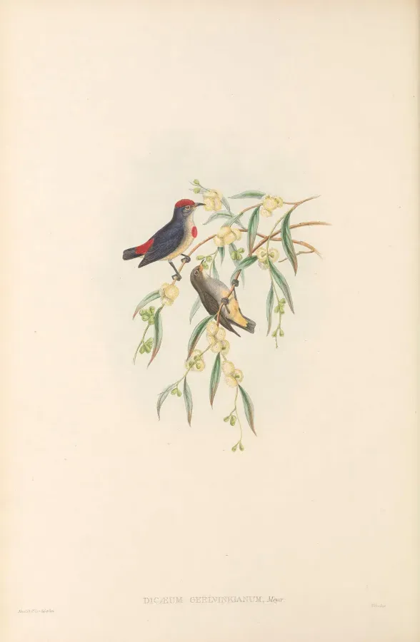 File:Dicaeum geelvinkianum - The Birds of New Guinea.jpg