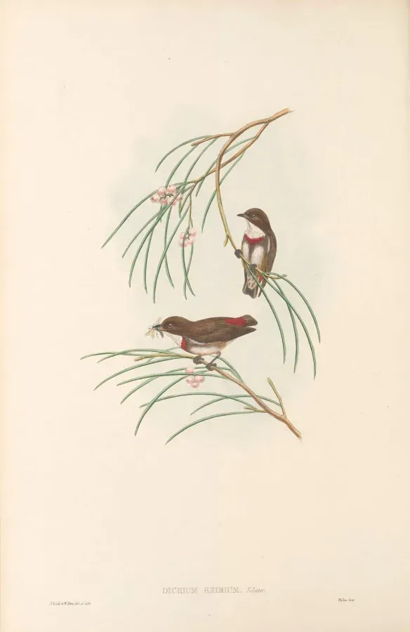 File:Dicaeum eximium - The Birds of New Guinea.jpg