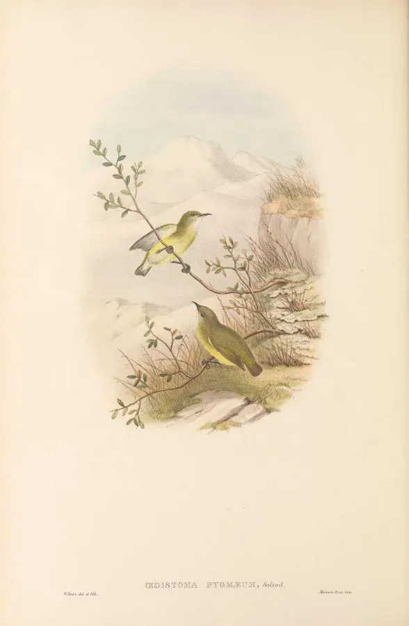 File:Oedistoma pygmaeum - The Birds of New Guinea.jpg