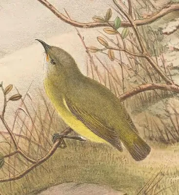 File:Oedistoma pygmaeum - The Birds of New Guinea (cropped).jpg