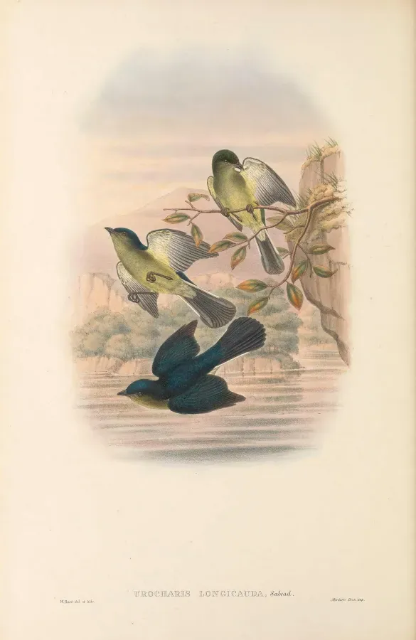File:Melanocharis longicauda - The Birds of New Guinea.jpg