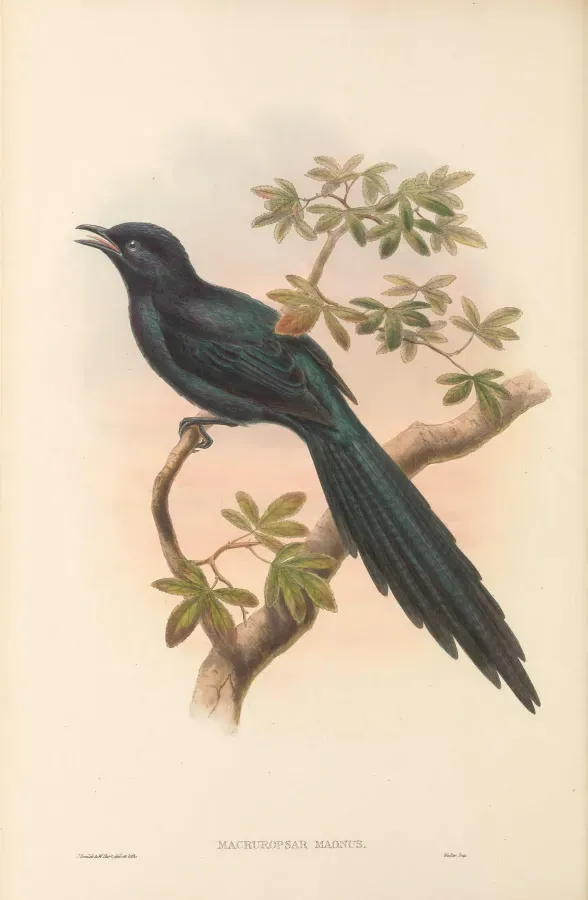 File:Aplonis magna - The Birds of New Guinea.jpg