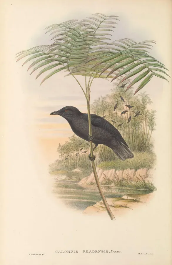 File:Aplonis feadensis - The Birds of New Guinea.jpg