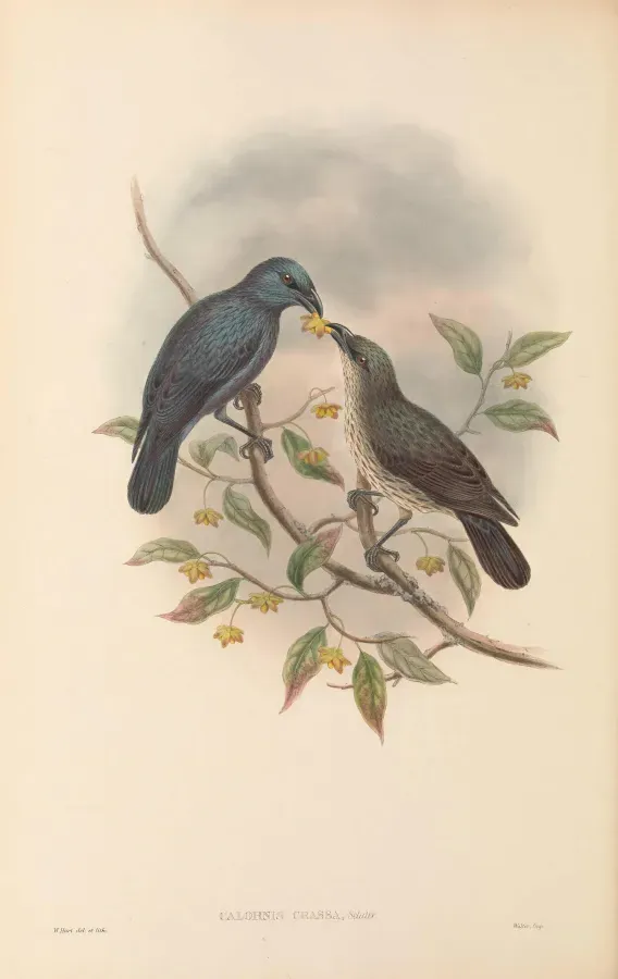File:Aplonis crassa - The Birds of New Guinea.jpg